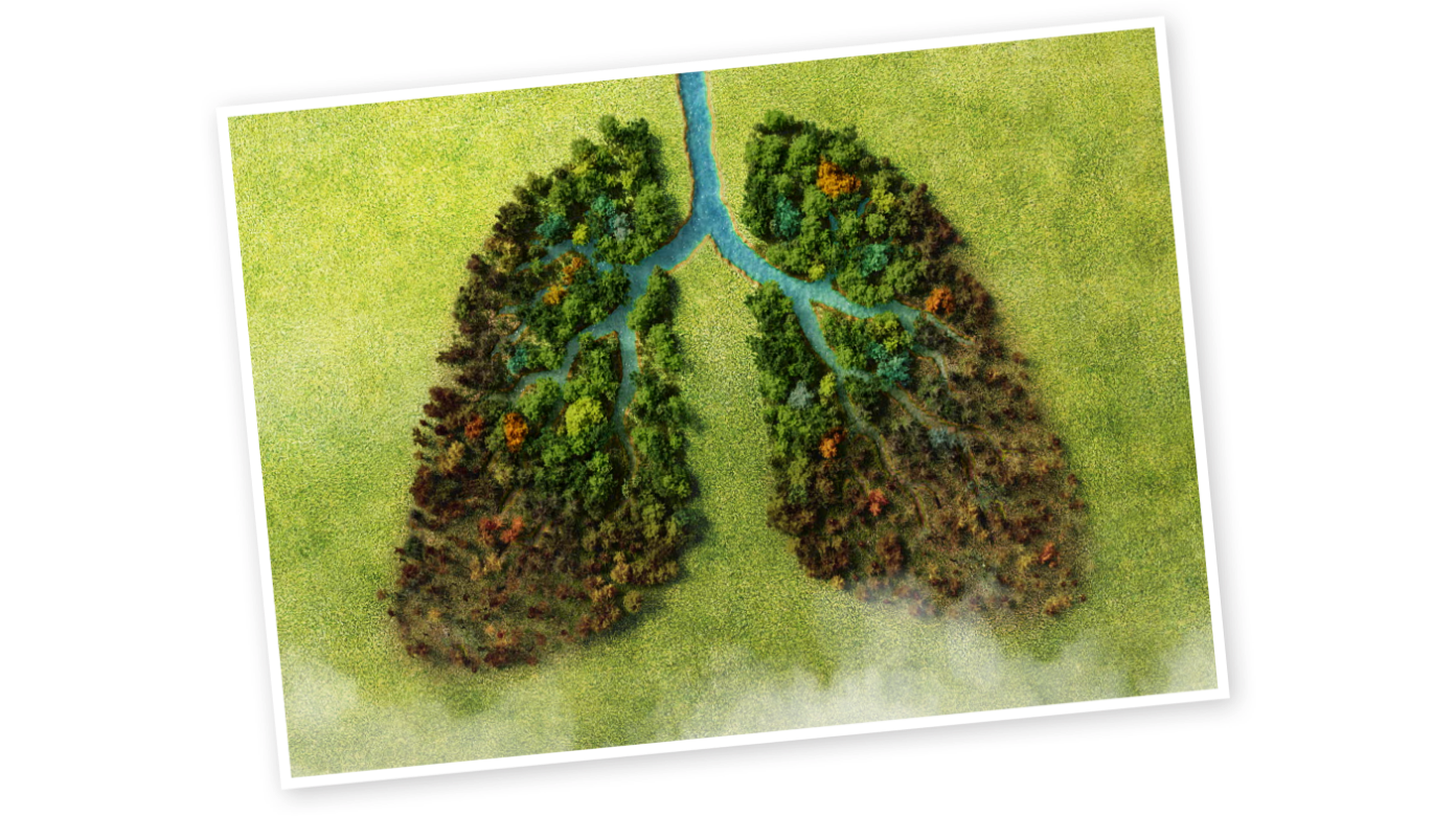 A forest in the shape of lungs